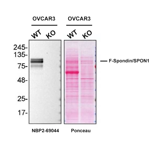 F-Spondin/SPON1 Antibody