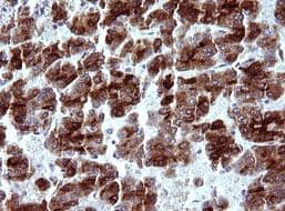 MBL Antibody (OTI1A12) - Azide and BSA Free