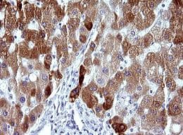 MBL Antibody (OTI1A12) - Azide and BSA Free