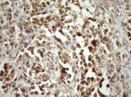 MRG15 Antibody (OTI5D2) - Azide and BSA Free