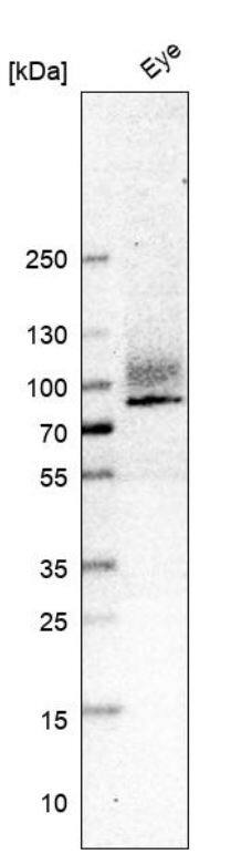 Integrin beta 8 Antibody (CL7290)