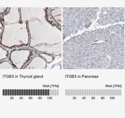 Integrin beta 3/CD61 Antibody (CL7319)