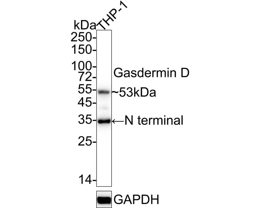Gasdermin D Antibody