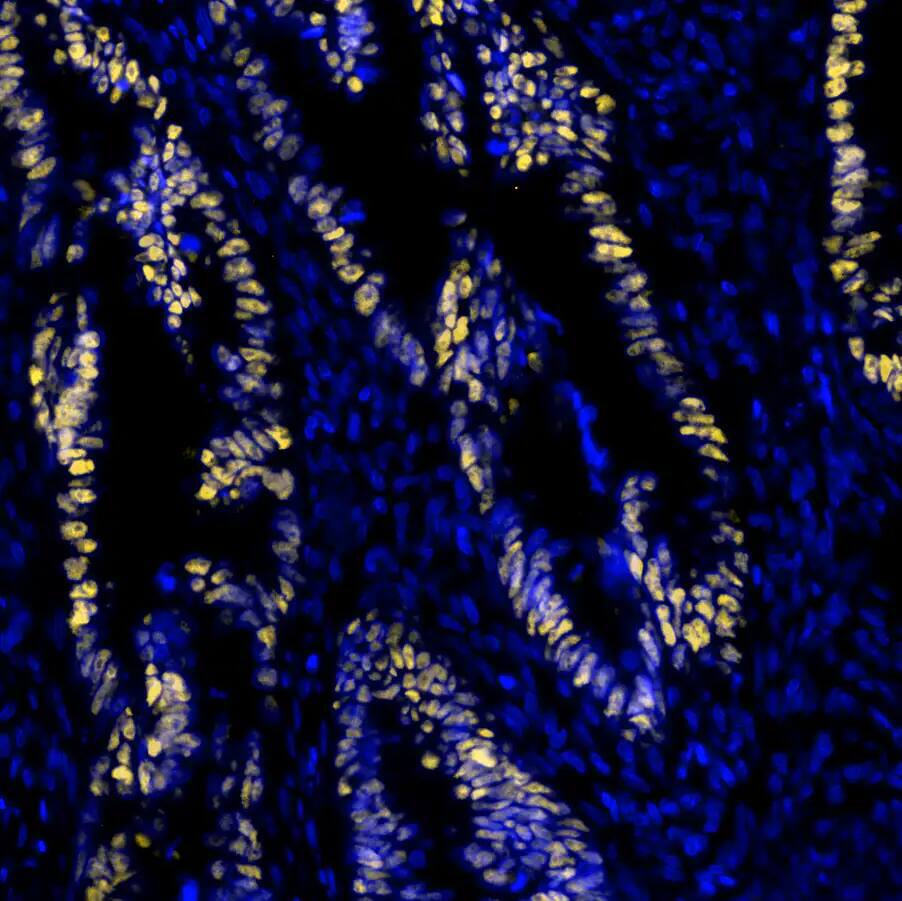 p53 Antibody (BP53-12) - Azide and BSA Free p53 Antibody (BP53-12)