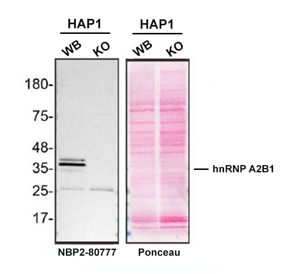 Western Blot Shows Human hnRNP A2B1 Specificity Using Knockout Cell Line. hnRNP A2B1 Antibody (DP3B3) - Azide and BSA Free