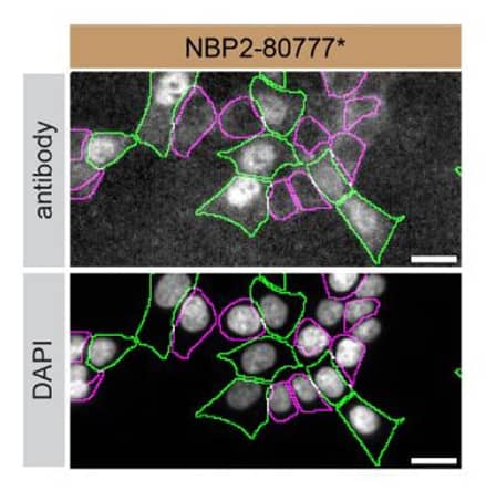 hnRNP A2B1 Antibody (DP3B3) - Azide and BSA Free