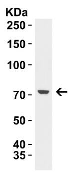 GBP6 Antibody - BSA Free