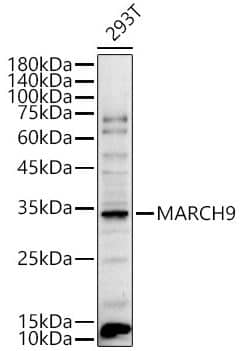 MARCH9 Antibody - BSA Free