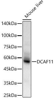 DCAF11 Antibody - Azide and BSA Free