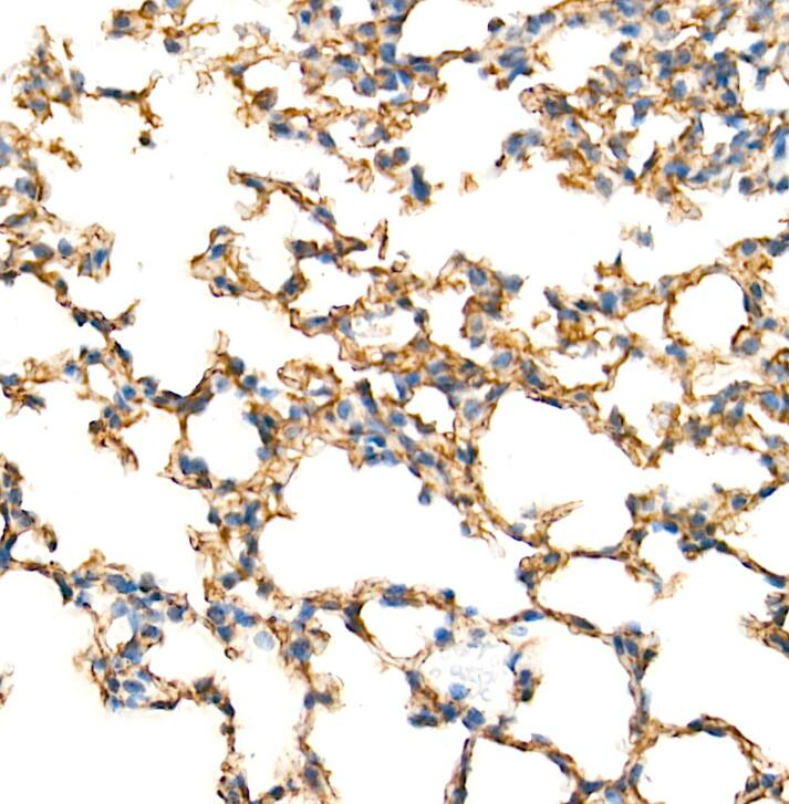 Claudin-5 Antibody - Azide and BSA Free