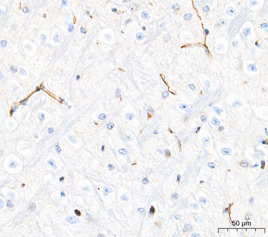 Claudin-5 Antibody - Azide and BSA Free