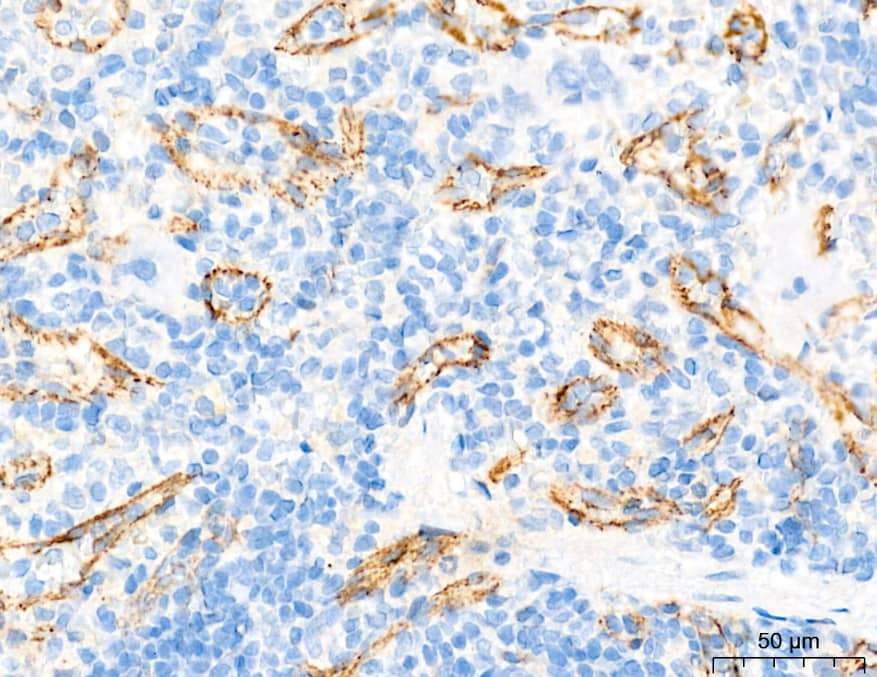 Claudin-5 Antibody - Azide and BSA Free