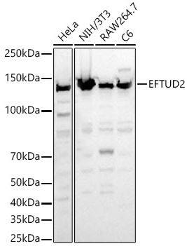 EFTUD2 Antibody - BSA Free