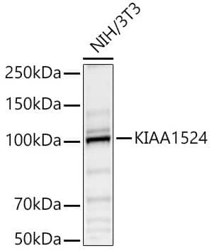 CIP2A Antibody