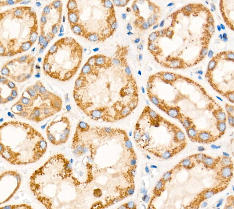 TIMM23 Antibody - BSA Free