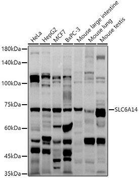 SLC6A14 Antibody - Azide and BSA Free