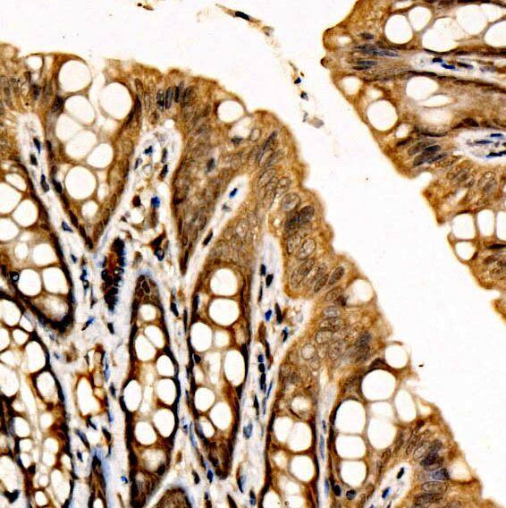 NRF3 Antibody - Azide and BSA Free