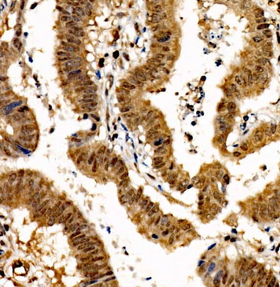NRF3 Antibody - Azide and BSA Free
