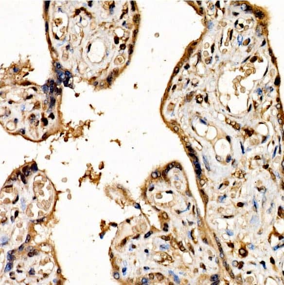 NRF3 Antibody - Azide and BSA Free