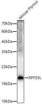 RPP25L Antibody - BSA Free