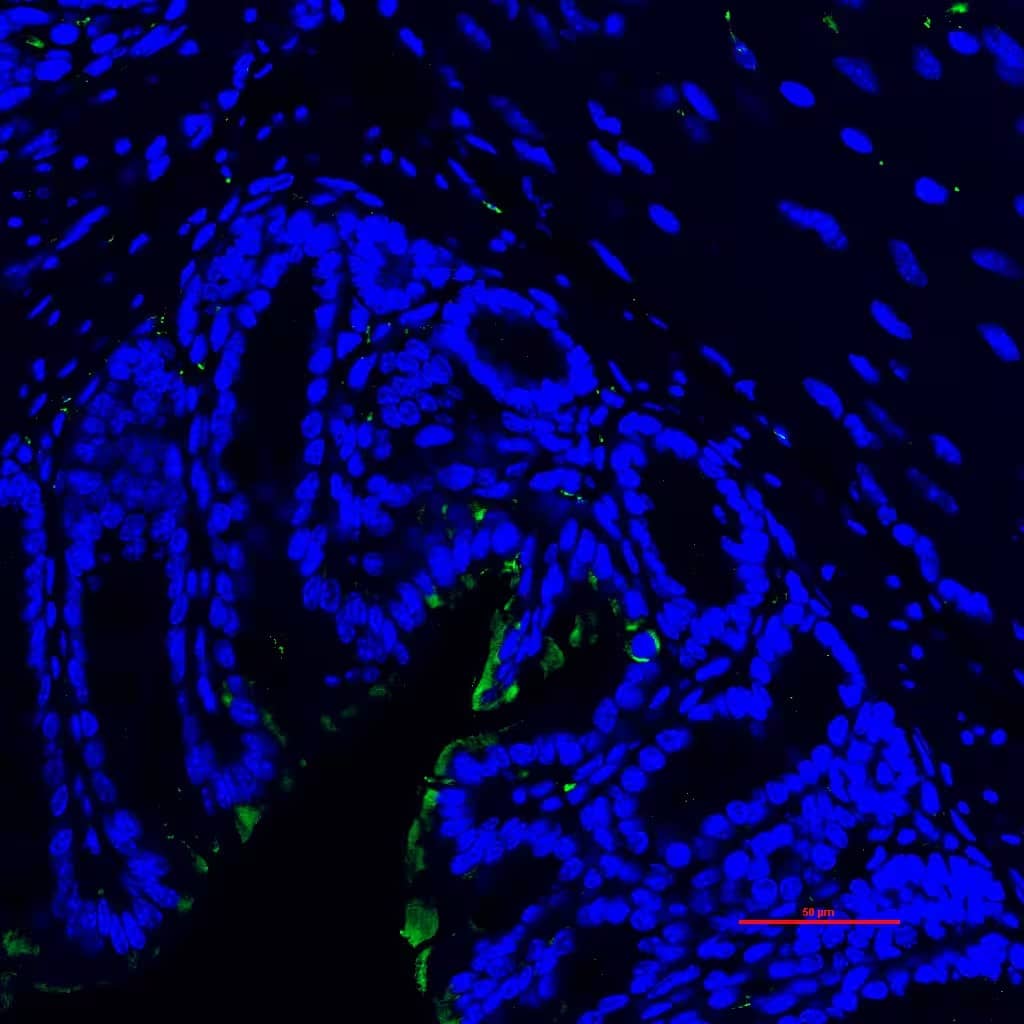 Reg3G Antibody - BSA Free