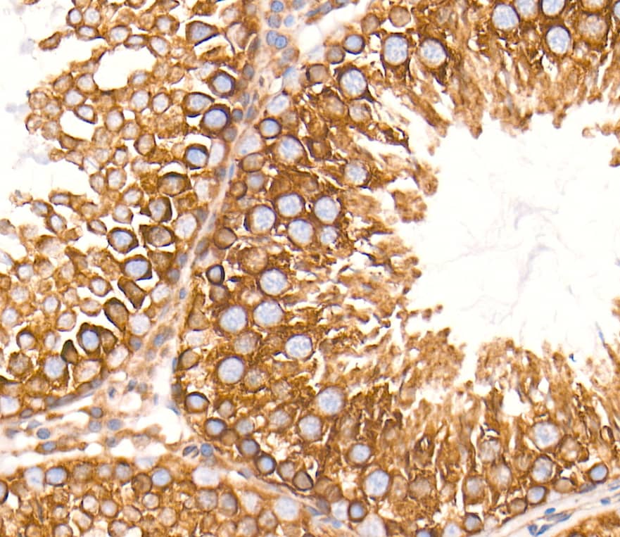 SEL1L Antibody - BSA Free