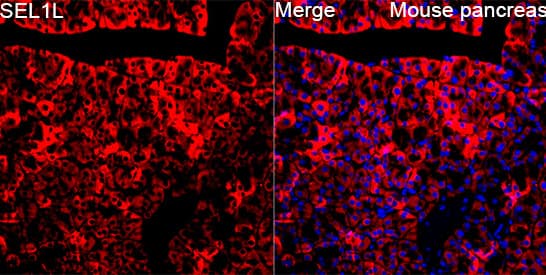 SEL1L Antibody - BSA Free