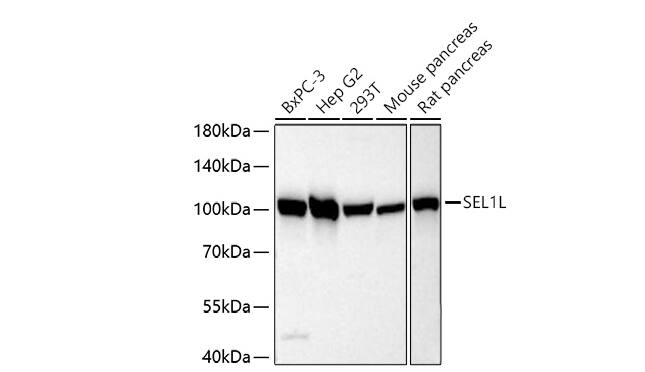 SEL1L Antibody - BSA Free