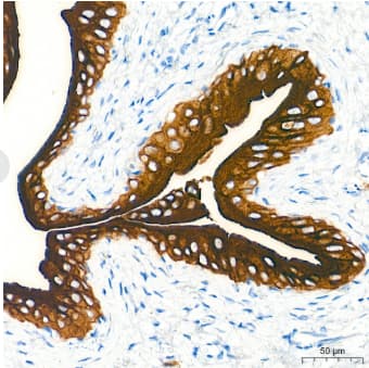 Uroplakin III Antibody - BSA Free