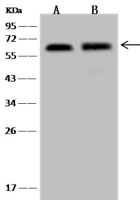 UBAP1 Antibody