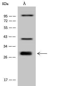 UBXN2A Antibody