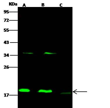 Cofilin 2 Antibody
