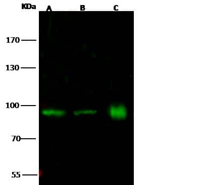 SP100 Antibody