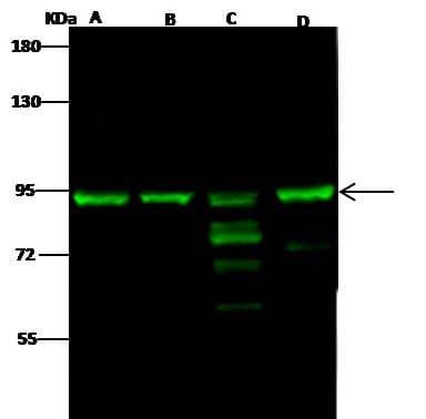 Mre11 Antibody