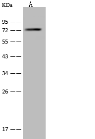 PABPC3 Antibody - BSA Free