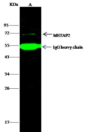 Methionine Aminopeptidase 2/METAP2 Antibody