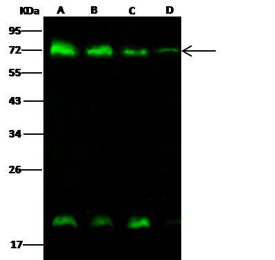 Methionine Aminopeptidase 2/METAP2 Antibody