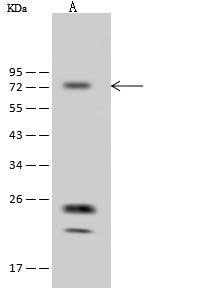 CABC1 Antibody