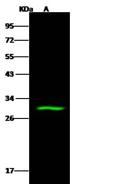 ABHD11 Antibody