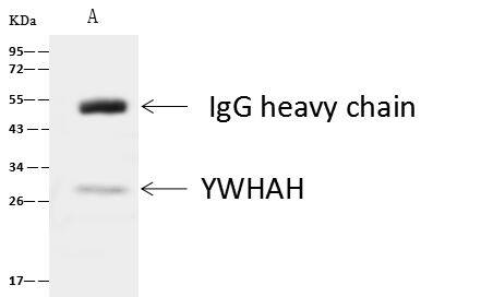 14-3-3 eta Antibody