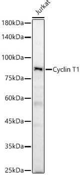 Cyclin T1 Antibody