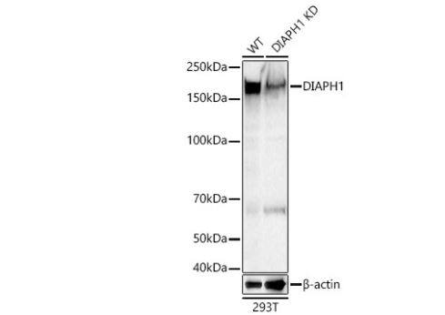 DIAPH1 Antibody - Azide and BSA Free