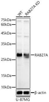 Rab27a Antibody