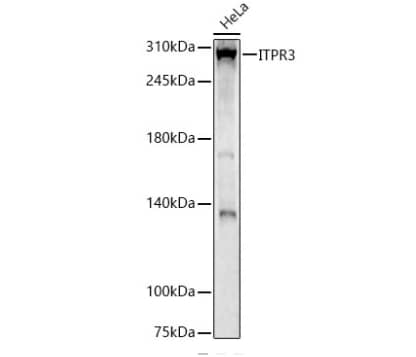 IP3R3 Antibody - Azide and BSA Free