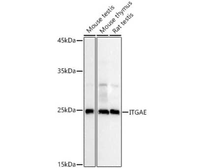 Integrin alpha E/CD103 Antibody - BSA Free