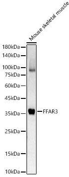 FFAR3/GPR41 Antibody