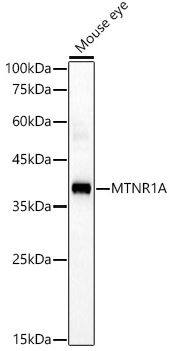 Melatonin R1A/MT1/MTNR1A Antibody
