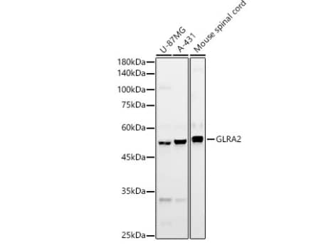 Glycine Receptor alpha 2 Antibody - Azide and BSA Free