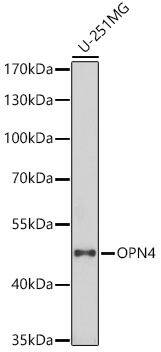 Melanopsin Antibody