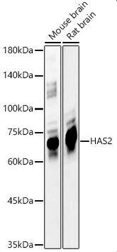 Hyaluronan synthase 2 Antibody